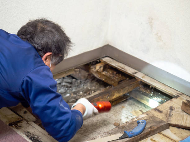Crawl Space Mold Removal in Sycamore, GA