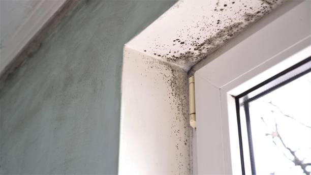 Best Commercial Mold Removal  in Sycamore, GA